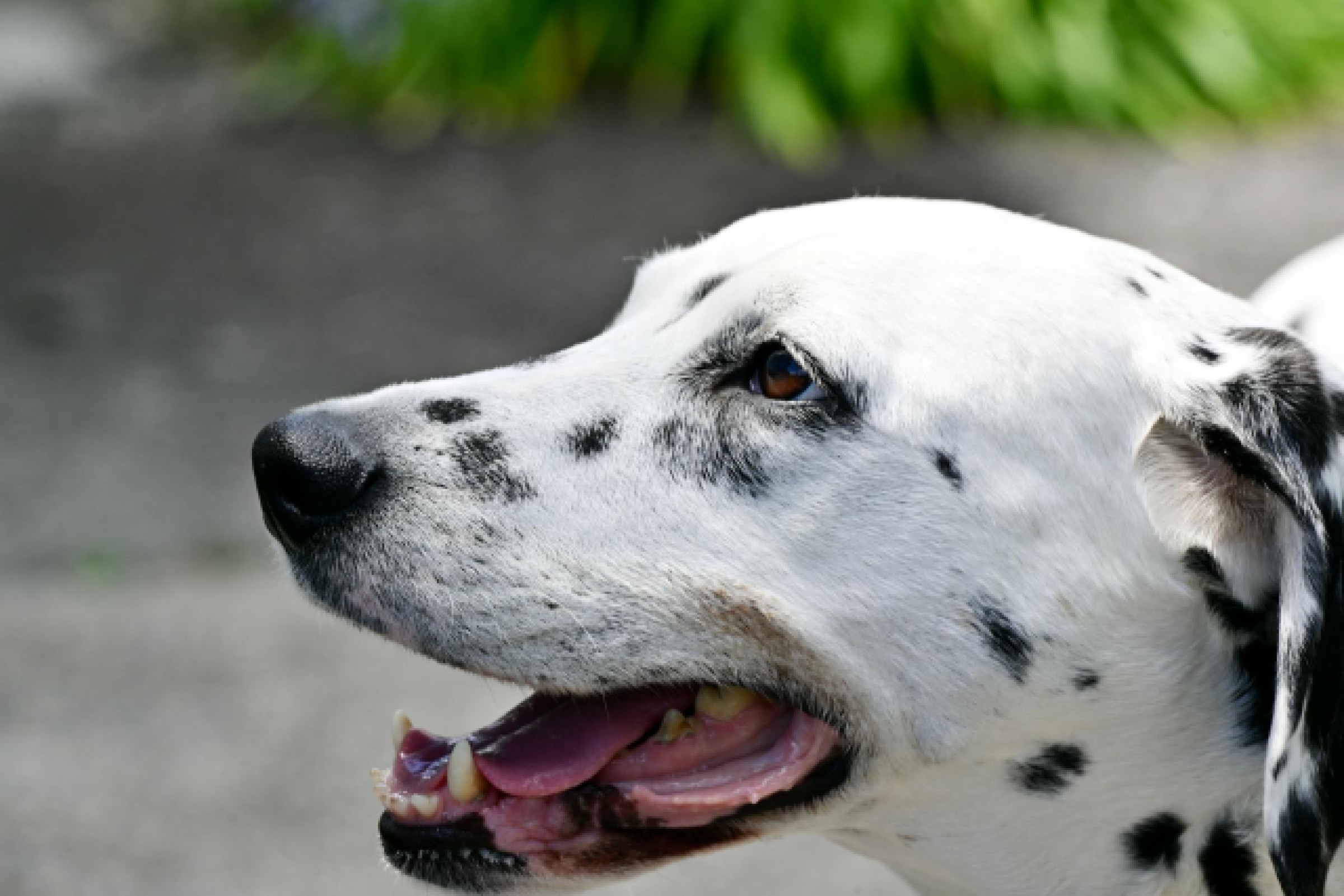 Découverte des Top 10 spots à Auckland pour un voyage inoubliable