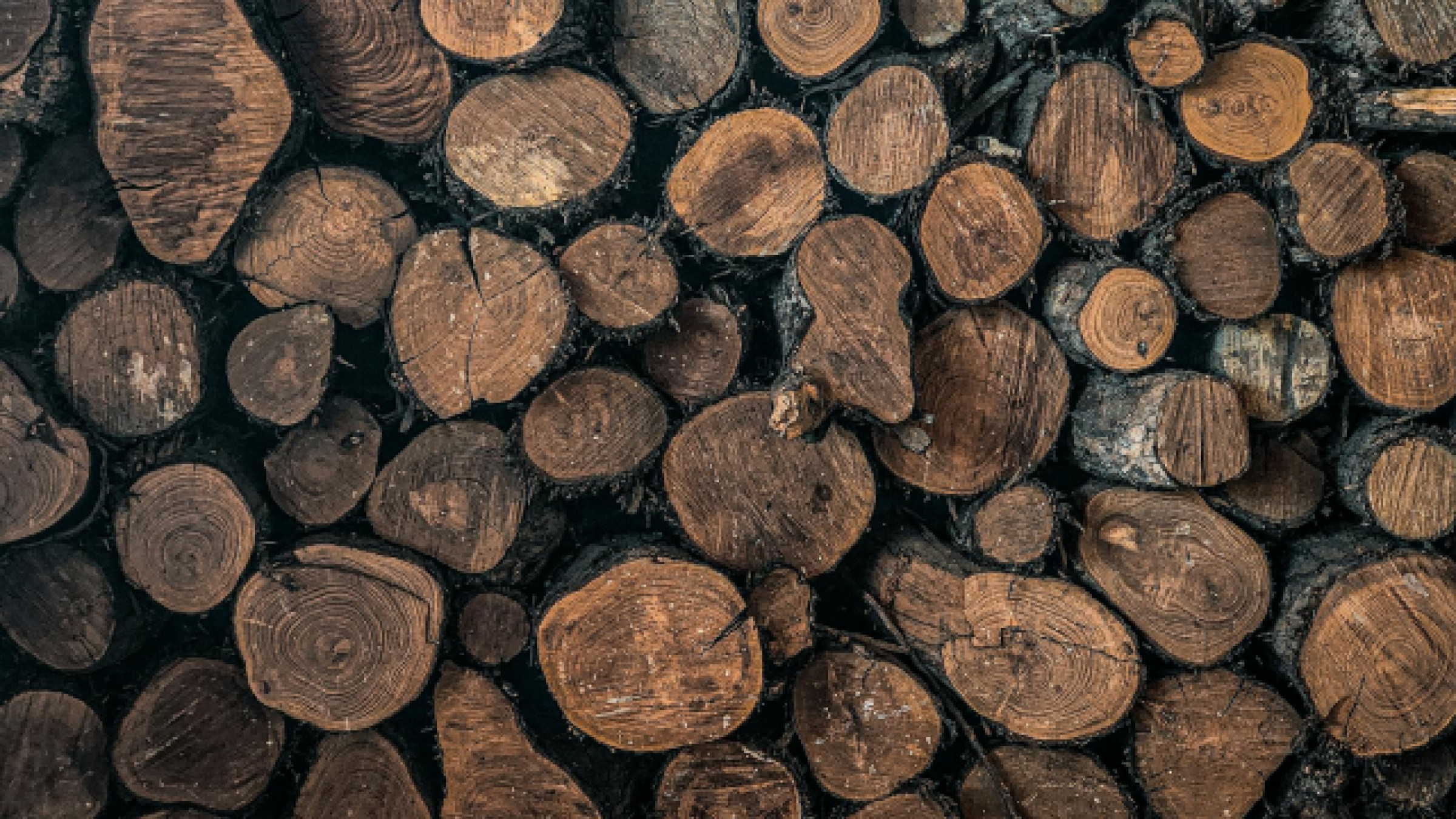 Découvrir Auckland : Les Restaurants et Lieux Incontournables Hors des Sentiers Battus