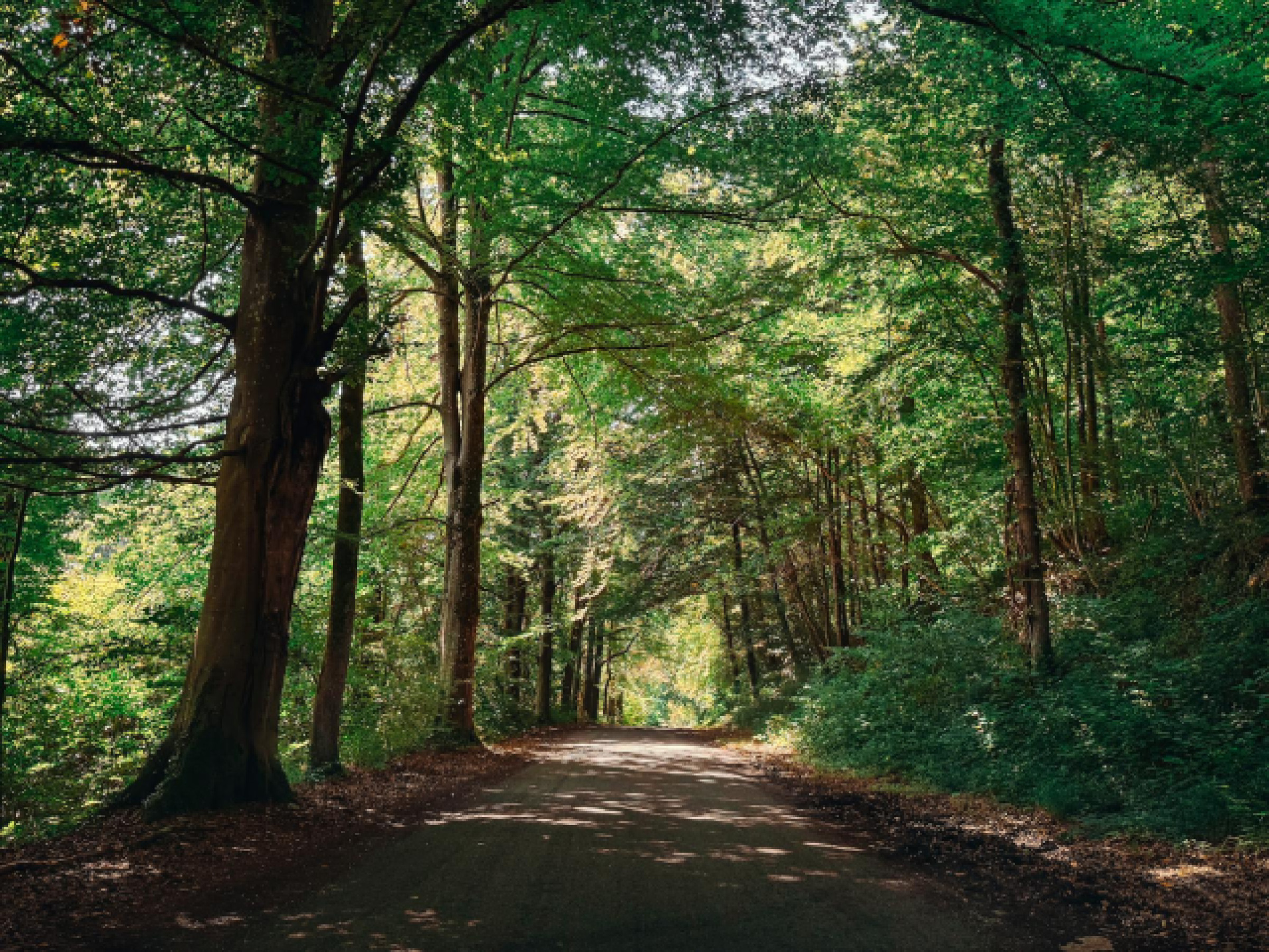 Forêt Noire Musées : Secrets Locaux Révélés